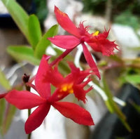 Crucifix Orchid Red (Epidendrum ibaguense) - Ladybird Nursery
