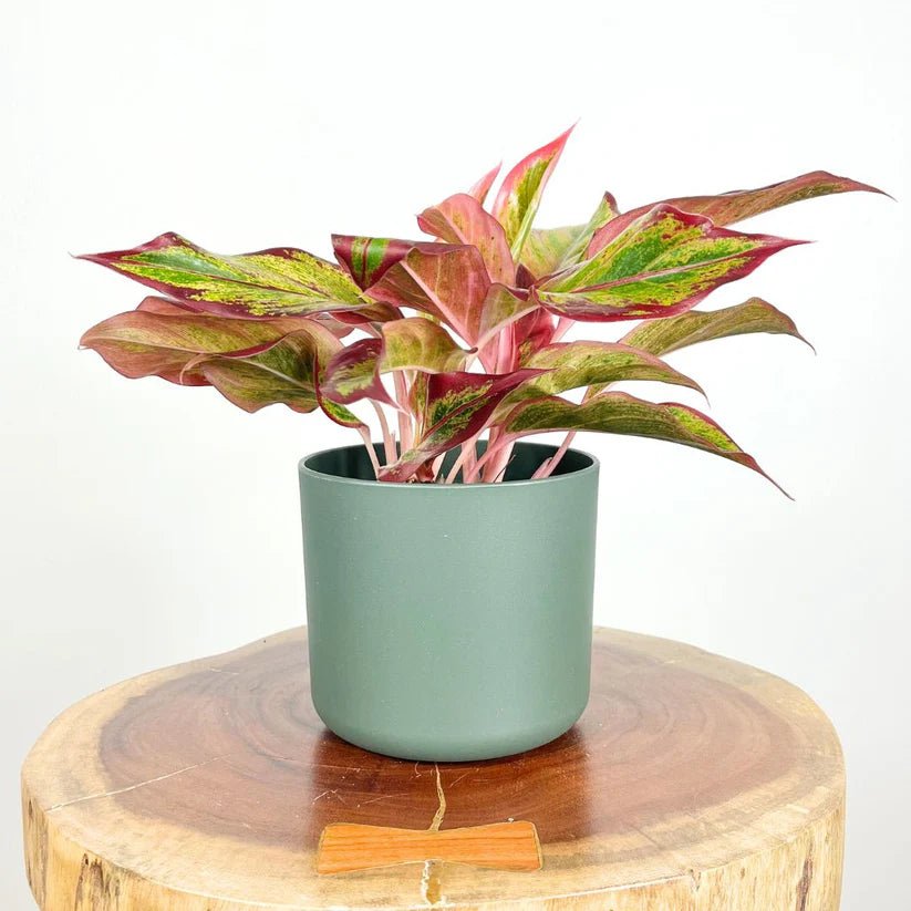 Aglaonema Red Fire - Ladybird Nursery
