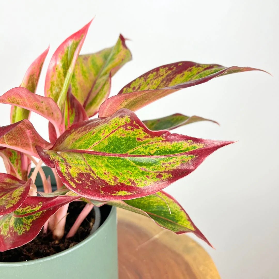 Aglaonema Red Fire - Ladybird Nursery