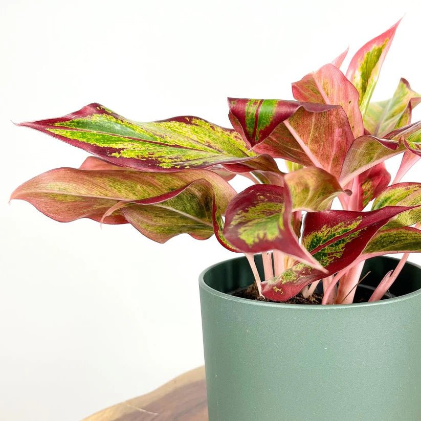 Aglaonema Red Fire - Ladybird Nursery