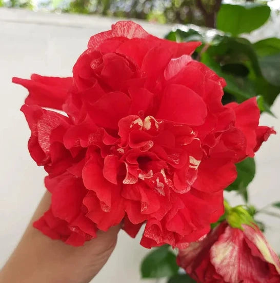 Hibiscus Medusa 'Red Double'