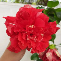 Hibiscus Medusa 'Red Double'