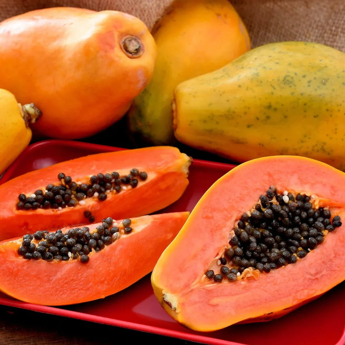 Pawpaw Bisexual 'Red' (QLD ONLY) - Ladybird Nursery