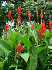 Canna Red Panther (Canna) - Ladybird Nursery