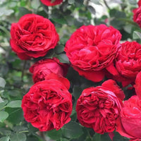 Climbing Rose 'Pierre De Ronsard Red' (Bareroot)