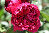 Climbing Rose 'Pierre De Ronsard Red' (Bareroot)
