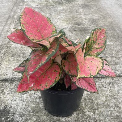 Aglaonema 'Red Valentine' - Ladybird Nursery