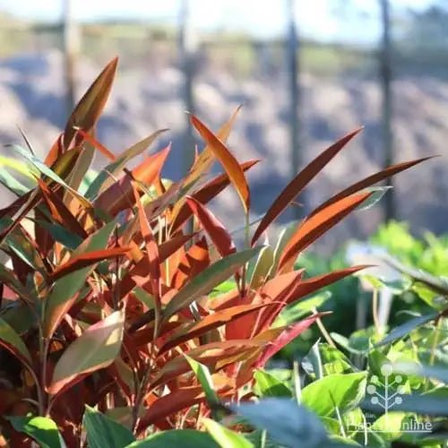 Red Back Native Ginger (Alpinia caerulea) - Ladybird Nursery