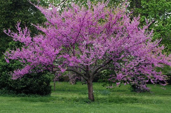 Redbud var. texensis Oklahoma (Cercis canadensis) - Ladybird Nursery