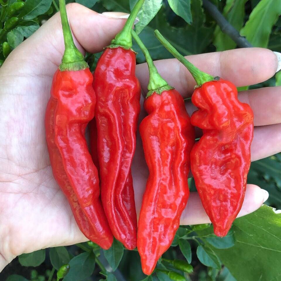Chilli 'Red Fatalii' - Large - Ladybird Nursery