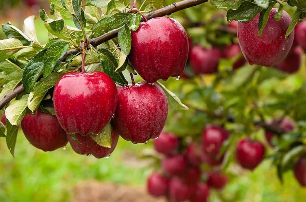 Super Dwarf Apple 'Red Delicious' - Ladybird Nursery