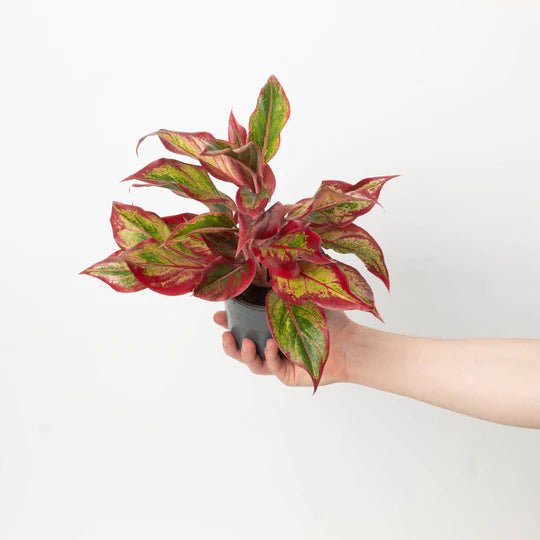Aglaonema Red Fire - Ladybird Nursery