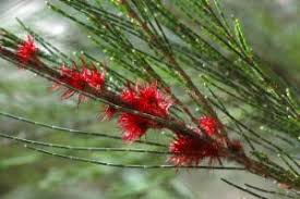 Red Fox (Allocasuarina monilifera) - Ladybird Nursery