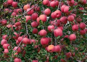 Super Dwarf Apple 'Red Fuji' - Ladybird Nursery