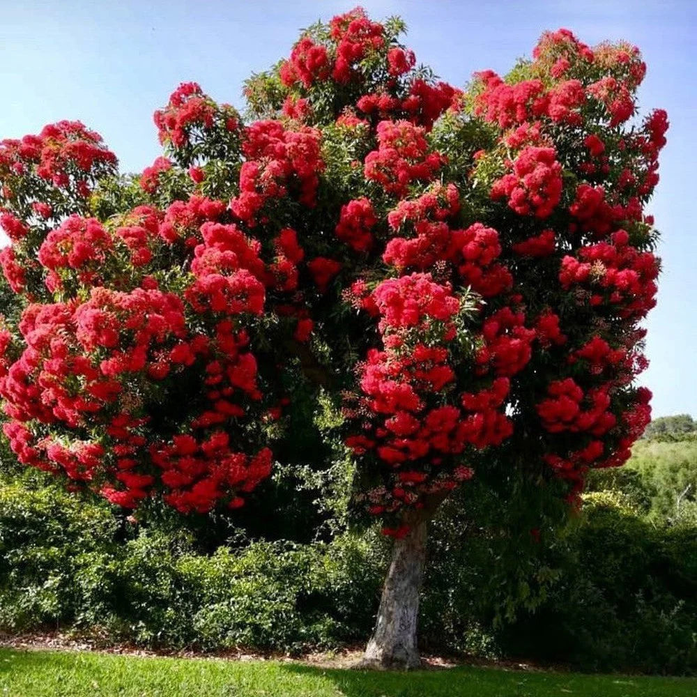 Red Flowering Gum Wildfire (Corymbia ficifolia)