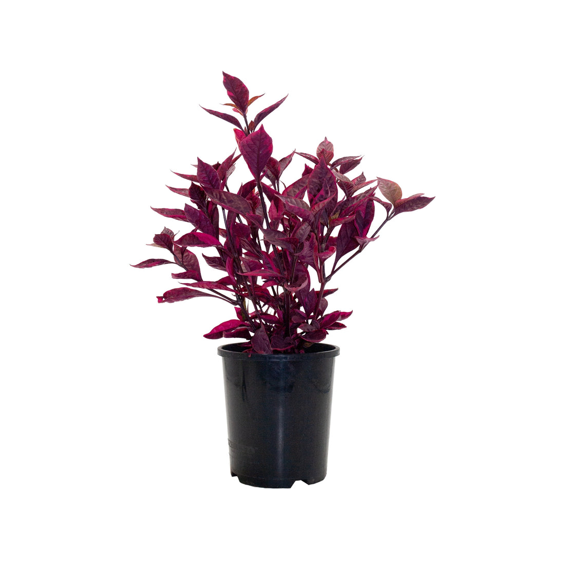 Brazilian Red Hots Alternanthera™ (Alternanthera dentata) - Ladybird Nursery