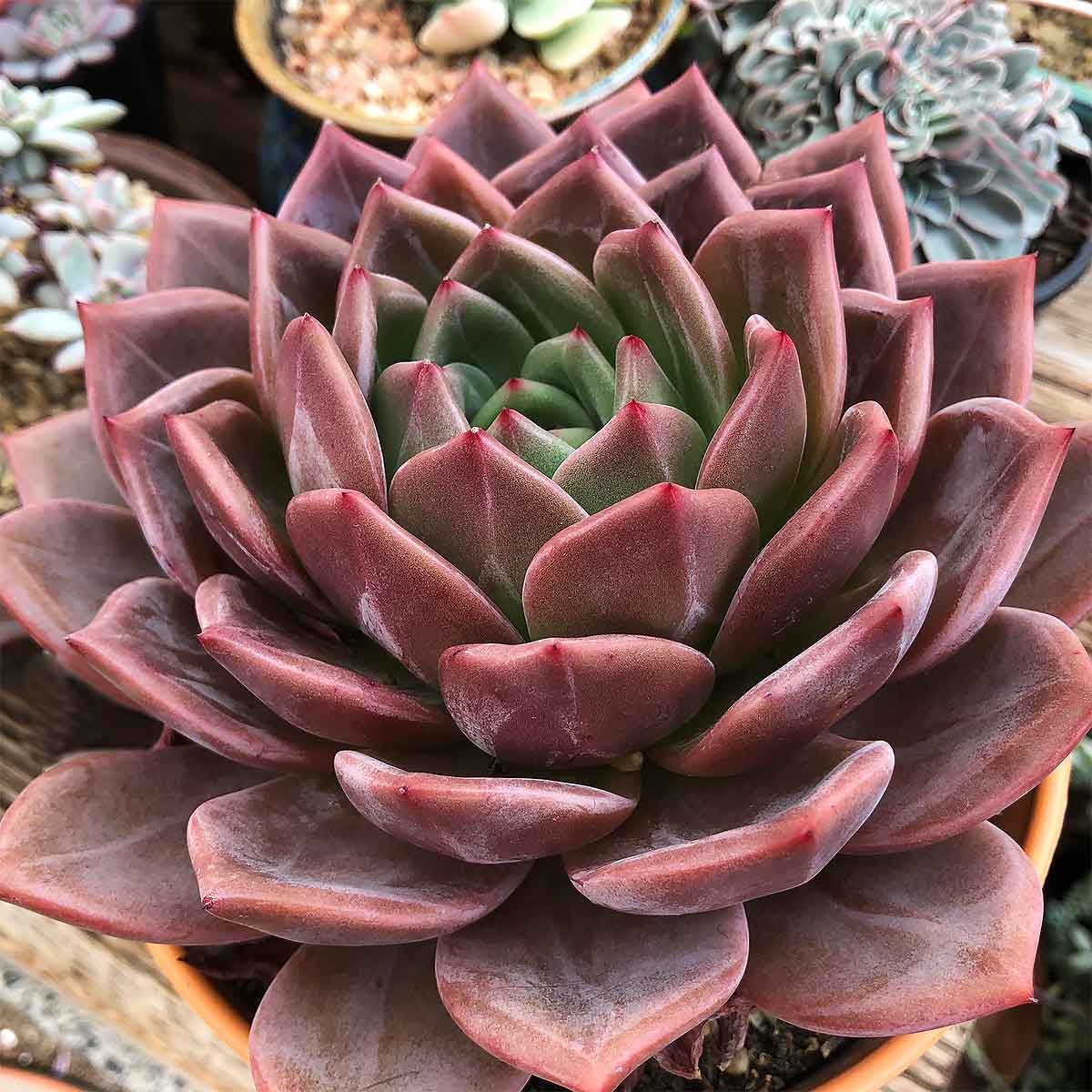 Red Champagne (Echeveria hybrid)