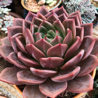 Red Champagne (Echeveria hybrid)