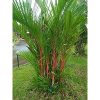 Redneck Palm (Dypsis leptocheilos) - Ladybird Nursery