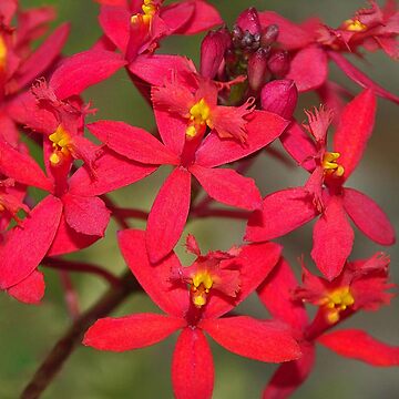 Crucifix Orchid Red (Epidendrum ibaguense) - Ladybird Nursery