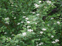 Red Osier Dogwood Sunshine (Cornus sericea) - Ladybird Nursery