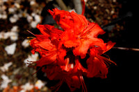 Azalea Mollis Redshank