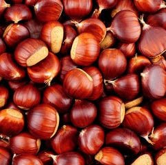 Chestnut 'Red Spanish' - Ladybird Nursery