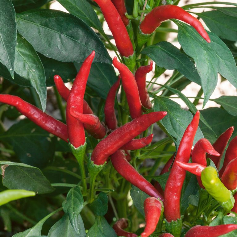 Chilli 'Red Spicy Thai' - Large