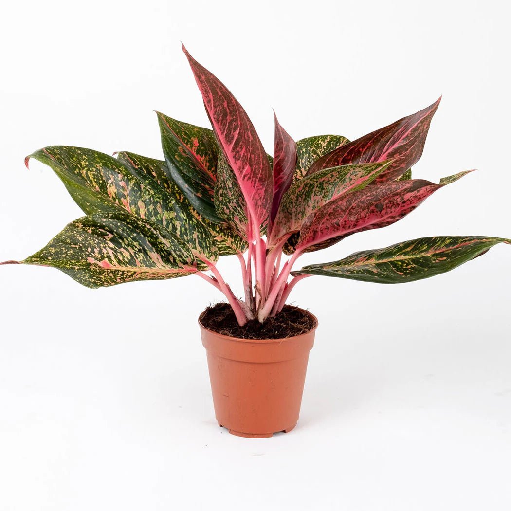 Aglaonema 'Red Valentine' - Ladybird Nursery