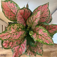 Aglaonema 'Red Valentine' - Ladybird Nursery