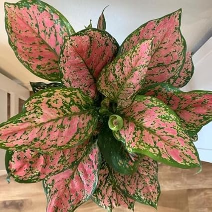 Aglaonema 'Red Valentine' - Ladybird Nursery