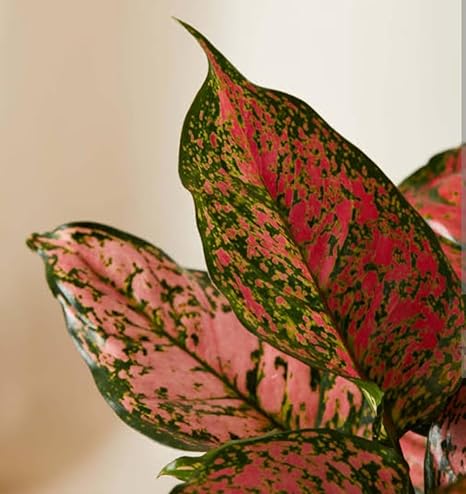 Aglaonema 'Red Valentine' - Ladybird Nursery