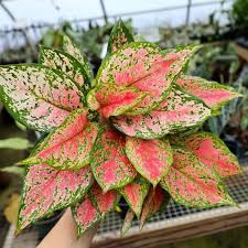 Aglaonema 'Red Valentine' - Ladybird Nursery