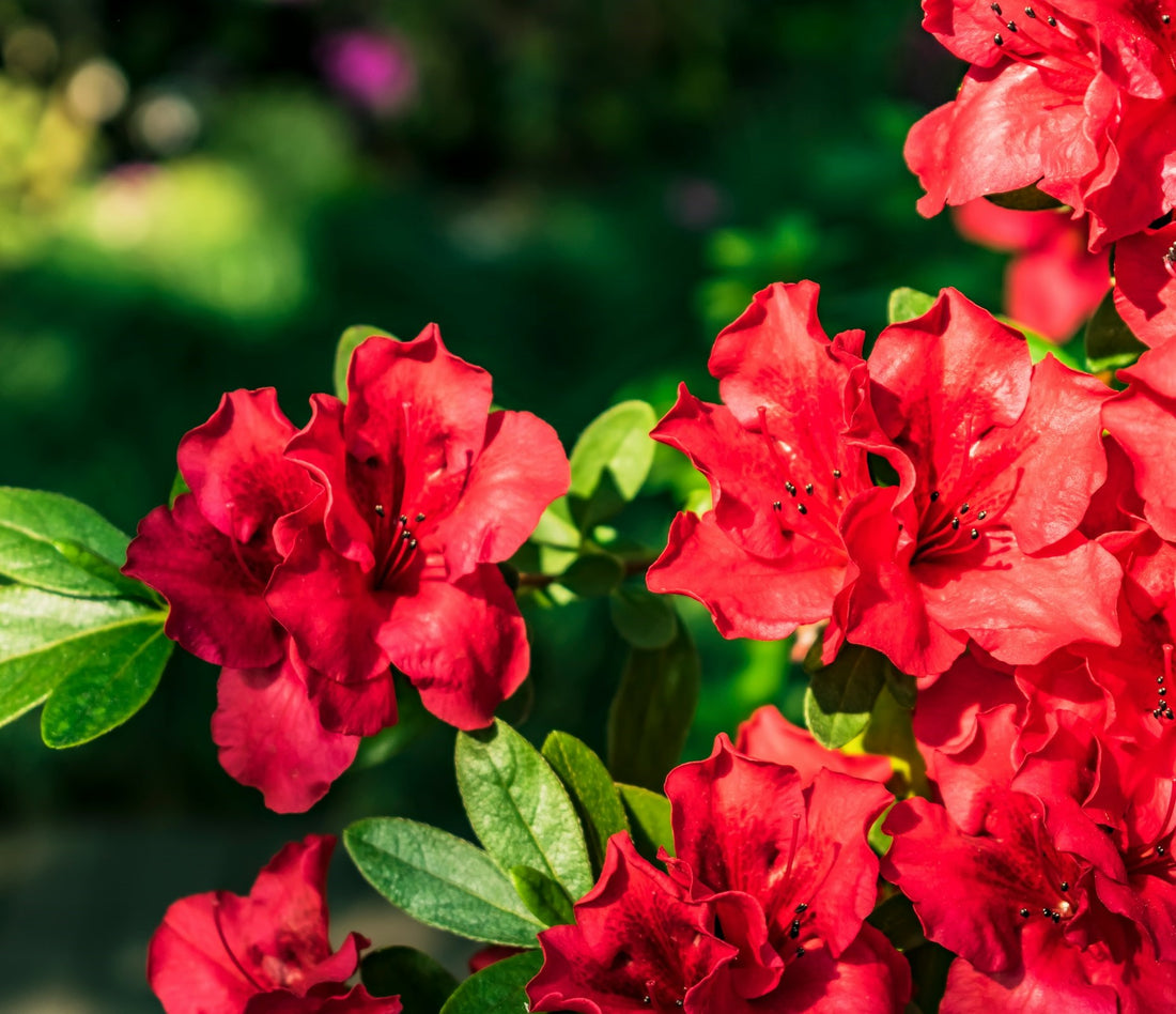 Azalea indica Red Wings - Ladybird Nursery