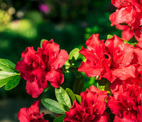 Azalea indica Red Wings