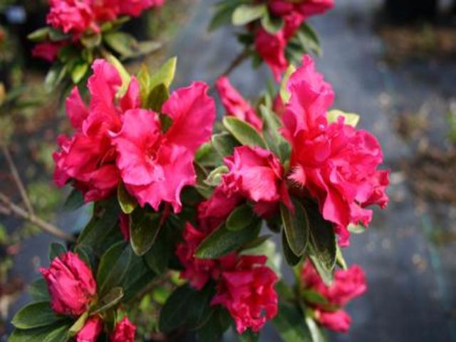 Azalea indica Red Wings