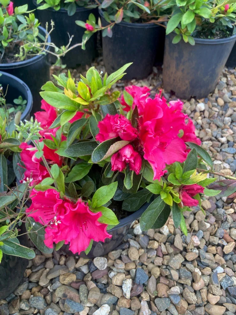 Azalea indica Red Wings