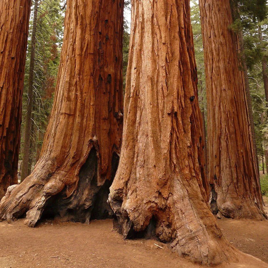 Coast Redwood (Sequoia sempervirens) - Ladybird Nursery
