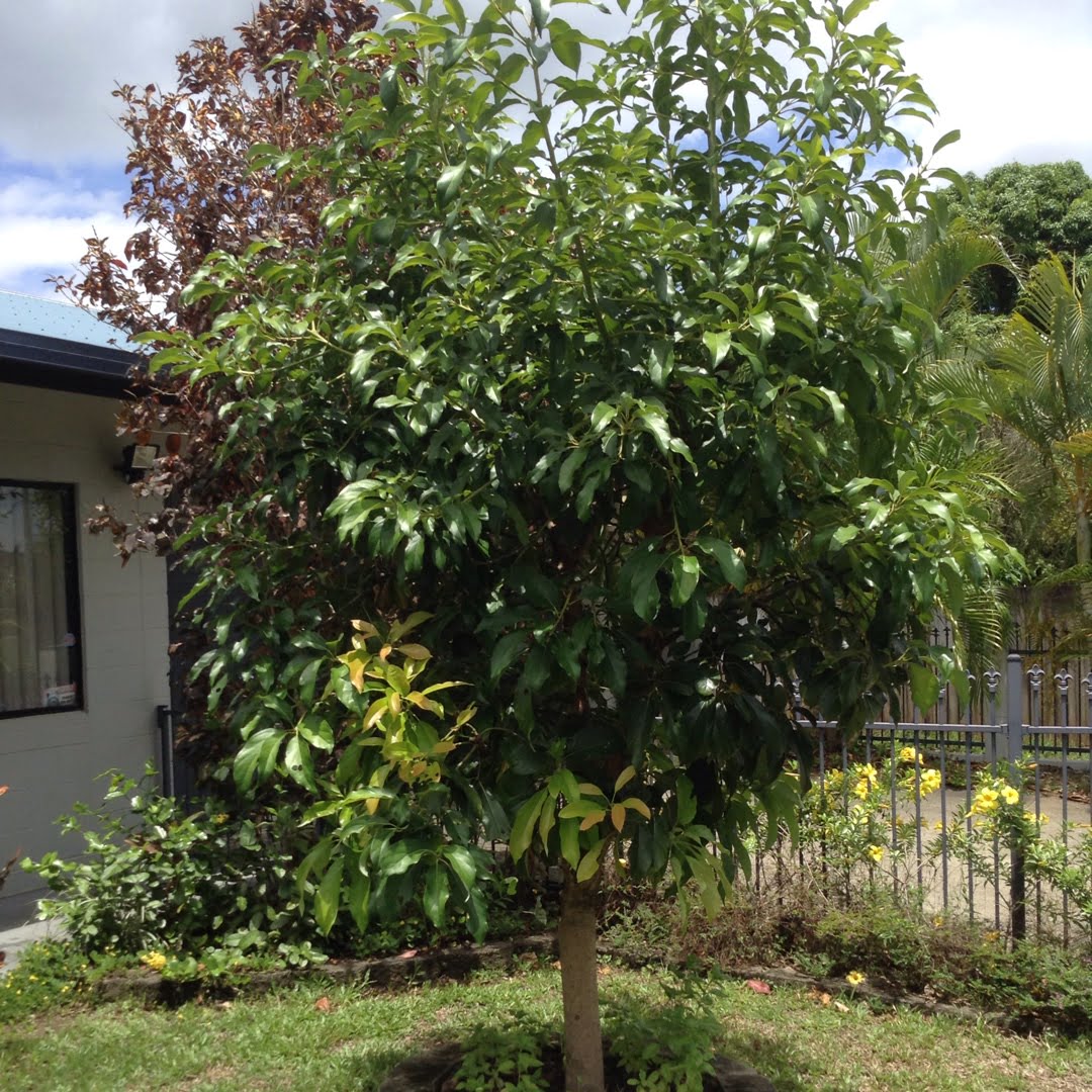 Reed Avocado Tree (PICKUP ONLY) - Ladybird Nursery