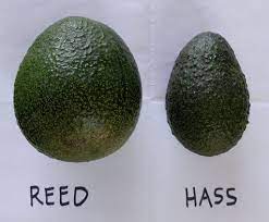 Reed Avocado Tree (PICKUP ONLY) - Ladybird Nursery