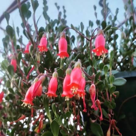 Kalanchoe 'Regal Bells' Hanger - Ladybird Nursery