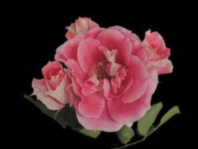 Rose Regensberg Standards (Rosa) - Ladybird Nursery