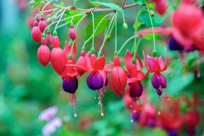 Tropical Fuchsia (Fuchsia hybrid) - Ladybird Nursery