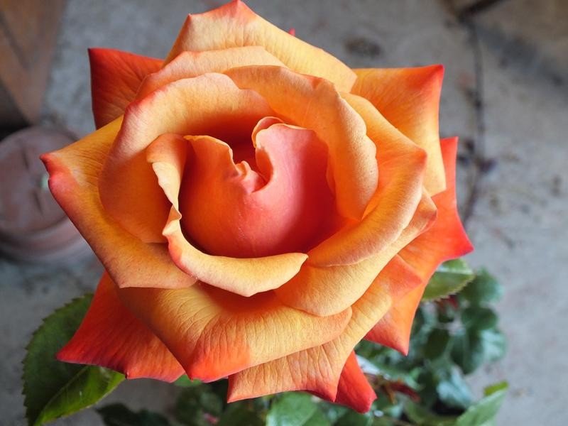 Rose Remember Me 2 ft Standards (Rosa)