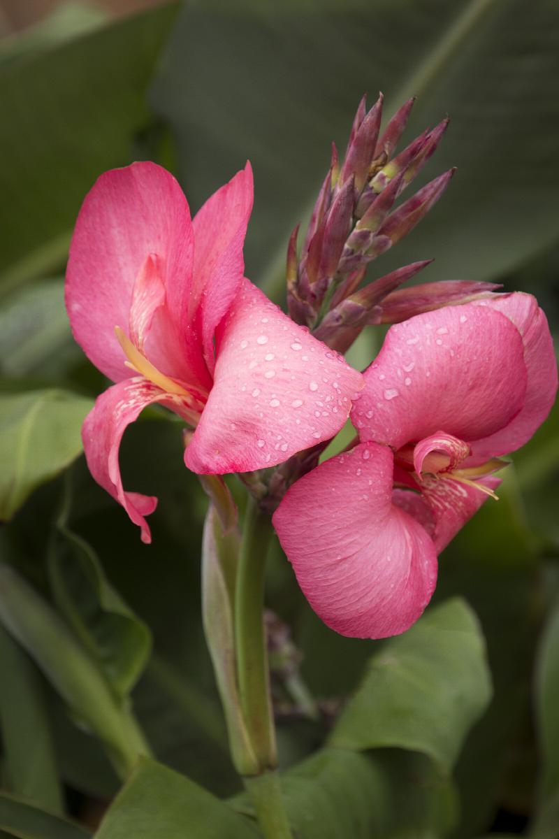 Canna Tropical Rose (Canna) - Ladybird Nursery