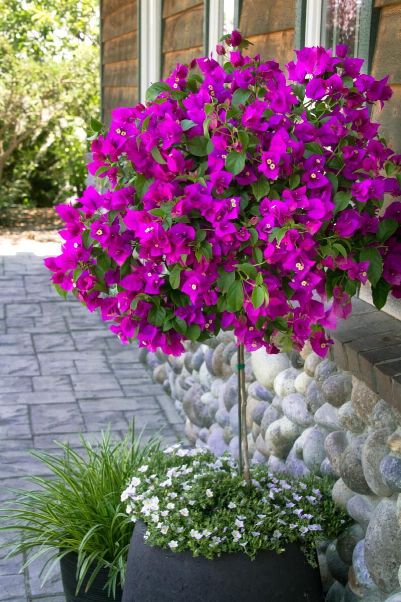 Bougainvillea Royal Purple (Bougainvillea glabra) - Ladybird Nursery