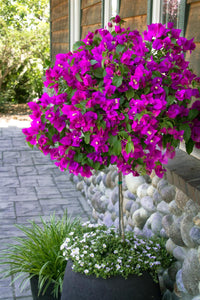 Bougainvillea Royal Purple (Bougainvillea glabra)