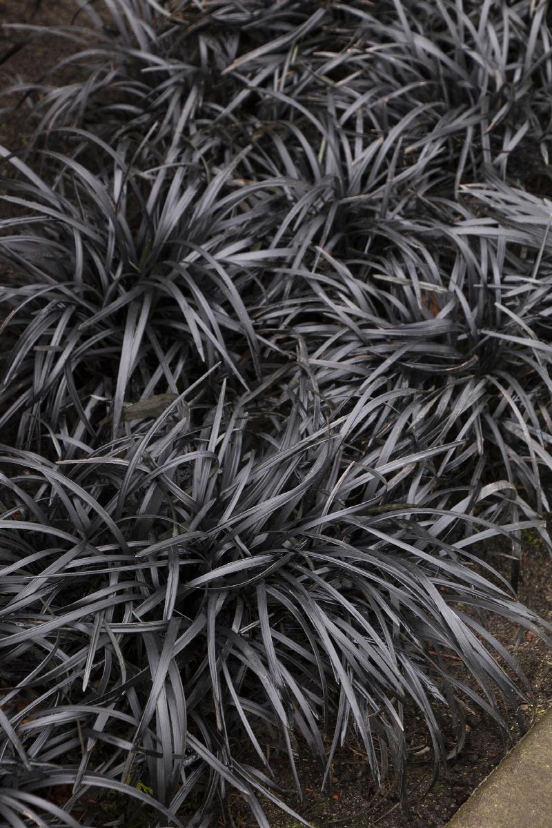 Black Mondo Grass Nigrescens (Ophiopogon planiscapus)