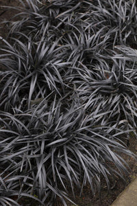 Black Mondo Grass Nigrescens (Ophiopogon planiscapus) - Ladybird Nursery
