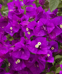 Bougainvillea Royal Purple (Bougainvillea glabra) - Ladybird Nursery